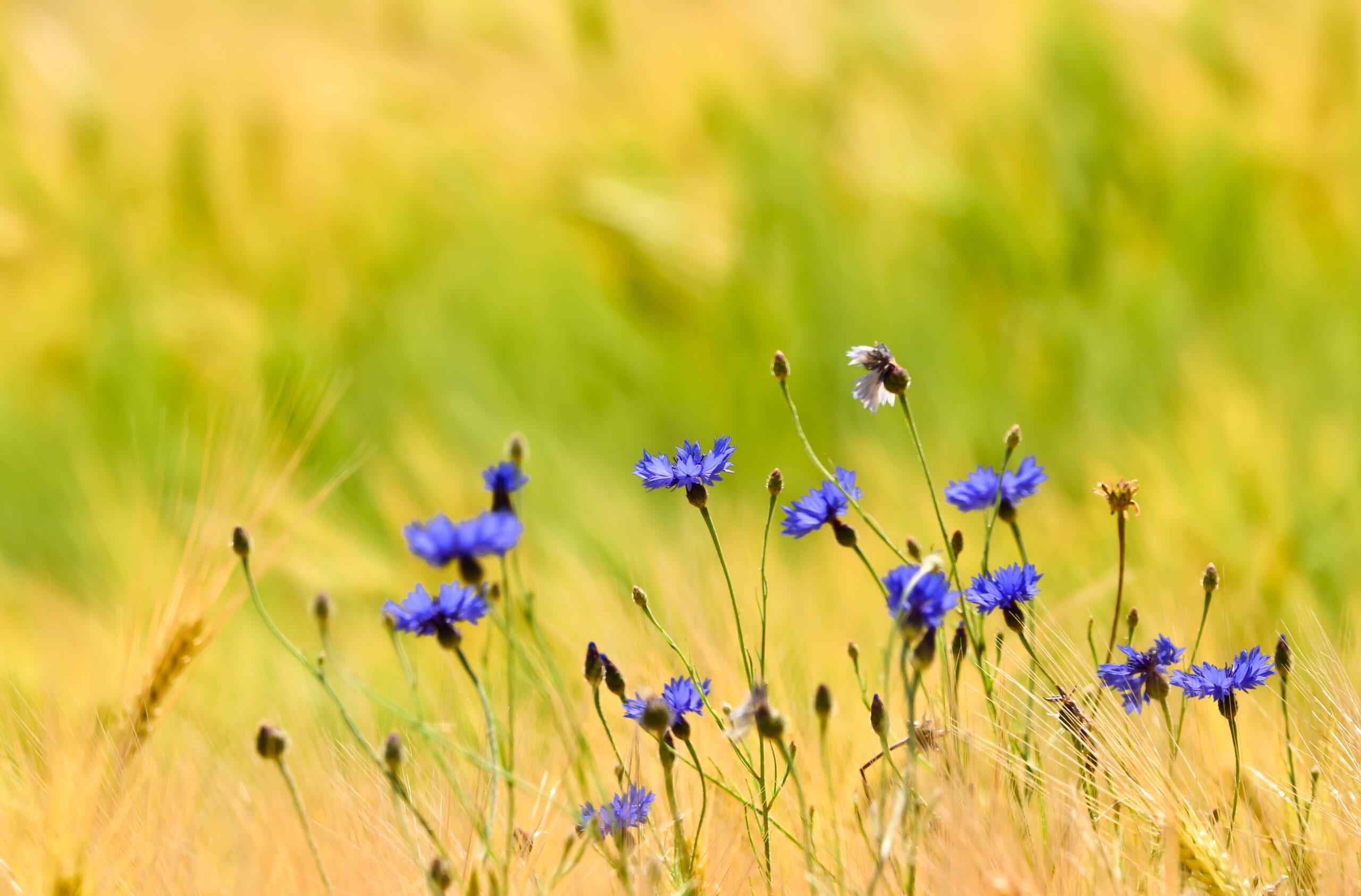 Cornflowers Purple Flowers Field