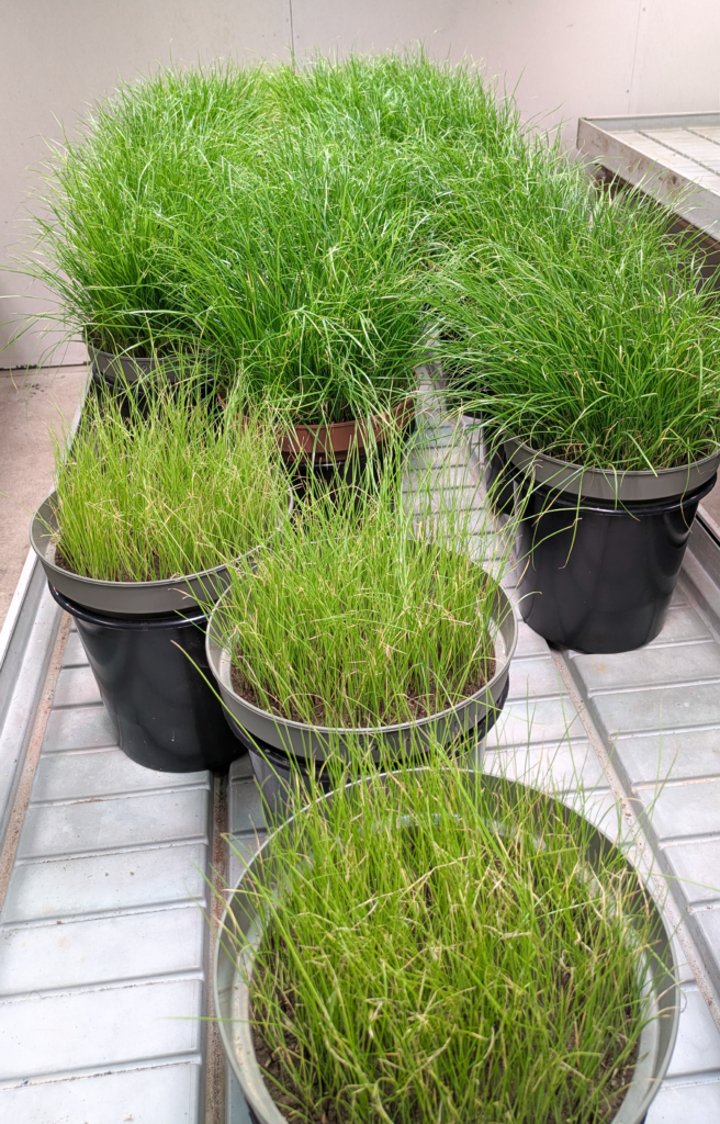 Picture from greenhouse trial of Greenlandic Rock Flour (GRF)